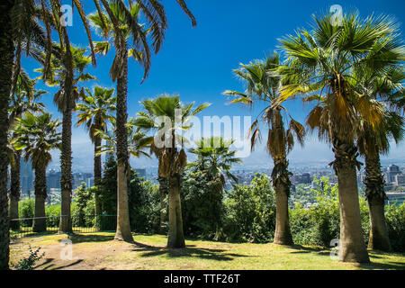 Tupahue im schönen Park an der Berg San Cristobal in Santiego. Chile. Stockfoto