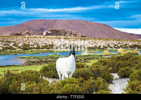 Lama im Eduardo Avaroa National Park in Bolivien. Stockfoto