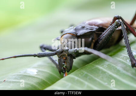 Riesige Fijian longhorn Beetle von Insel Koh Phangan, Thailand. Nahaufnahme, Makro. Riesige Fijian lange Käfer gehörnten, Xixuthrus heros ist einer der größten li Stockfoto