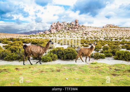 Lama im Eduardo Avaroa National Park in Bolivien. Stockfoto