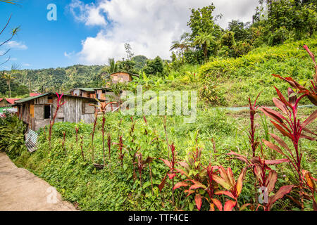 Landschaft und die grüne Natur mit Holzhaus der Einheimischen in den Hintergrund. Dominica, Karibik. Stockfoto