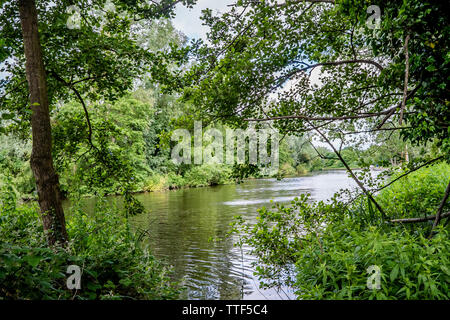 Mit Blick auf den Fluss Bure unter der üppigen grünen Baumkronen im Dorf Wroxham, Norfolk Stockfoto