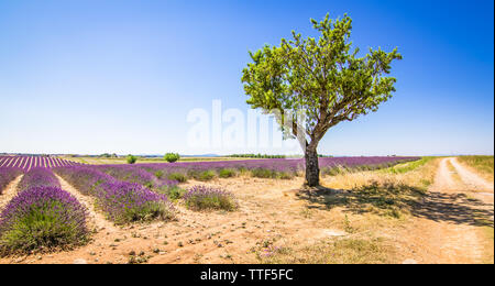 Ein einzelner Baum neben einer Landstraße und ein buntes Feld der blühenden Lavendel Blumen in der Provence, Frankreich Stockfoto