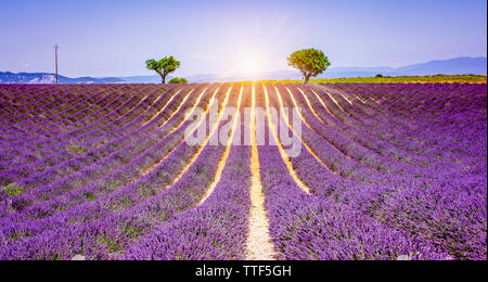 Sonnenuntergang am Lavendelfeld in der Provence, Frankreich. Sommer Landschaft mit hellen und violetten Farben. Stockfoto
