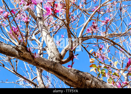 Bauhinia blakeana x blühenden Baum. Gemeinsamen Namen: Blake's Bauhinia, Hong Kong Orchid Tree, Hong Kong Bauhinia, Butterfly Tree. Stockfoto