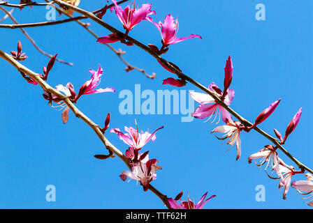 Bauhinia blakeana x blühenden Baum. Gemeinsamen Namen: Blake's Bauhinia, Hong Kong Orchid Tree, Hong Kong Bauhinia, Butterfly Tree. Stockfoto