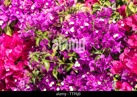 Lila und rosa Bougainvillea californica (paperflower) Hintergrund Stockfoto