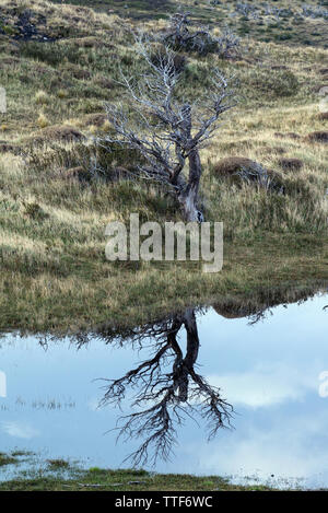 Südliche Buche (Nothofagus sp). Torres del Paine NP, Chile Stockfoto