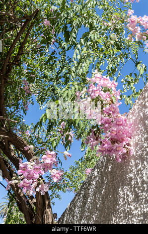 Podranea Ricasoliana (Simbabwe Kriechgang, Pink Trumpet Vine, Port St. Johns Kriechgang, Königin von Saba) Stockfoto