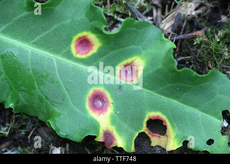 Puccinia phragmitis, ein rostpilz genannt dock Rost, wachsen auf Rumex crispus, der geschweiften Dock Stockfoto