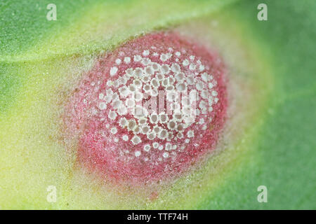 Puccinia phragmitis, ein rostpilz genannt dock Rost, wachsen auf Rumex crispus, der geschweiften Dock Stockfoto