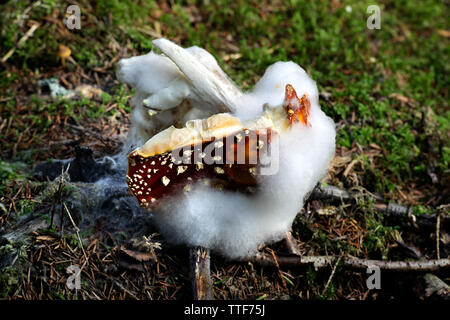 Flauschigen weissen Schimmel auf einem Fly agaric im Wald Stockfoto