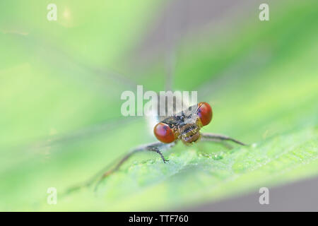 Erythromma najas, bekannt als die red-eyed damselfly Stockfoto