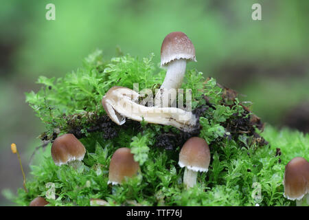 Psathyrella candolleana, bekannt als blasse brittlestem Pilz oder gemeinsamen psathyrella, junge Exemplare wachsen wild in Finnland Stockfoto