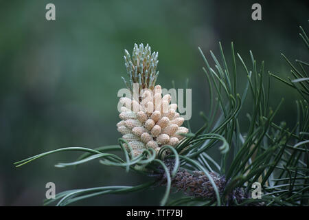 Männliche Zapfen von Pinus mugo, bekannt als schleichende Kiefer, Zwerg mountainpine, mugo Pine oder Swiss Mountain Pine Stockfoto