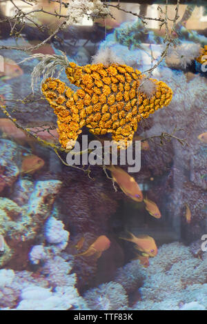 Unter dem Meer Blumenarrangement, Chelsea, London Stockfoto