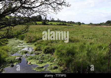 Torf auf dem Gelände der Vordergrund Ruinen der Abtei, Fore, County Westmeath, Irland bog Stockfoto