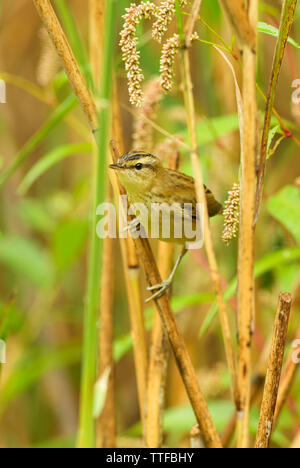 Schilfrohrsänger - Acrocephalus schoenobaenus, kleine schüchterne sitzenden Vogels aus europäischen Schilf, Hortobagy National Park, Ungarn. Stockfoto