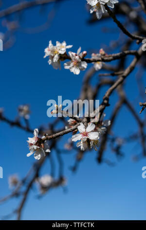 Mandelbaum Blüten gegen blauen Himmel auf sonniger Frühlingstag Stockfoto