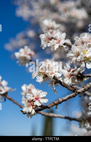 Mandelbaum Blüten gegen blauen Himmel auf sonniger Frühlingstag Stockfoto