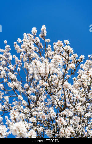 Mandelbaum Blüten gegen blauen Himmel auf sonniger Frühlingstag Stockfoto