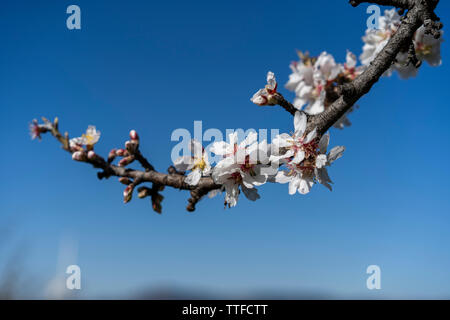 Mandelbaum Blüten gegen blauen Himmel auf sonniger Frühlingstag Stockfoto