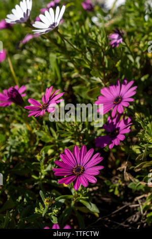 Mandelbaum Blüten gegen blauen Himmel auf sonniger Frühlingstag Stockfoto