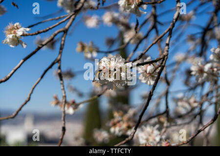 Mandelbaum Blüten gegen blauen Himmel auf sonniger Frühlingstag Stockfoto