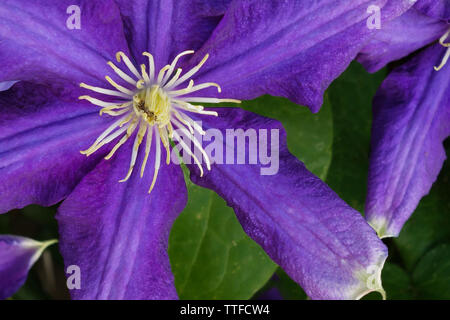 Lila Blumen closeup Makro Bild. Blumen Sommer Garten Hintergrund Stockfoto