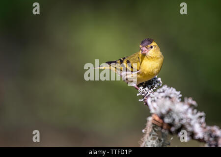 Ein männlicher siskin ist auf einem Zweig gegen einen natürlichen, grünen Hintergrund thront Stockfoto