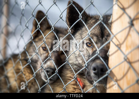 Caged husky Hunde. Diese robuste Rasse ist für den rauen Wetter gezüchtet und ist eine harte Arbeit Schlittenhund. In Svalbard, einem norwegischen Inselgruppe zwischen Festland N Stockfoto