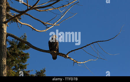 Low Angle View von Eagle hocken auf Zweig gegen Sky Stockfoto