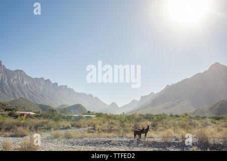 Burros zusammen im nördlichen Mexiko Stockfoto