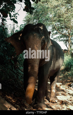 Close-up Indischer Elefant Wanderungen durch den Dschungel in Sri Lanka Stockfoto