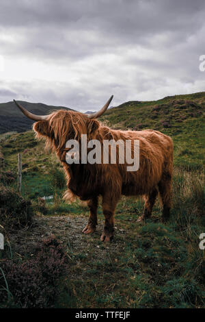 Highland Kuh. Einem zottigen Schottischen Kuh mit großen Hörnern steht auf einem grünen mich Stockfoto