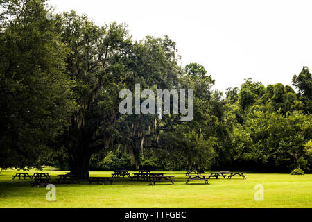 Picknick-tische in Charles Towne Landing Park Stockfoto