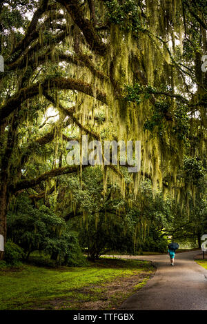 Laufsteg mit spanischem Moos hängen von Live Oak Stockfoto