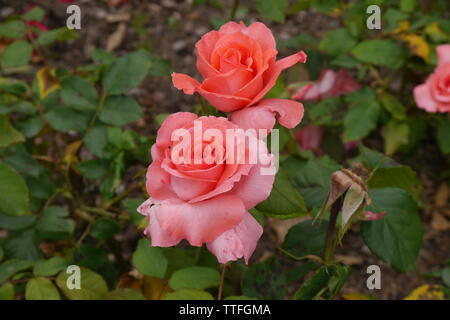 In der Nähe von wunderschönen Rosen. Stockfoto