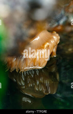 Nahaufnahme der Seeanemone undersea Stockfoto