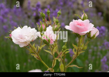 Rosa Rosen mit lila Lavendel im Hintergrund. Stockfoto