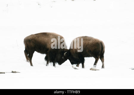Zwei bison Stiere spielen Kämpfen im Schnee Stockfoto