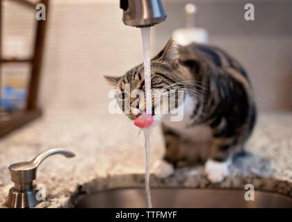 Katze Trinkwasser aus dem Wasserhahn auf der Arbeitsplatte in der Küche zu Hause. Stockfoto