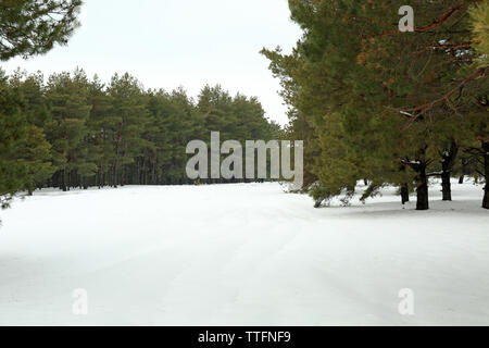 Landschaft der verschneiten Kiefernwald Stockfoto