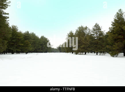 Landschaft der verschneiten Kiefernwald Stockfoto