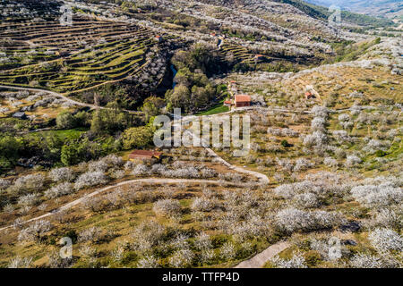 Kirschblüten im Frühling im Valle del Jerte Spanien Stockfoto