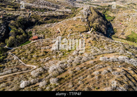 Kirschblüten im Frühling im Valle del Jerte Spanien Stockfoto