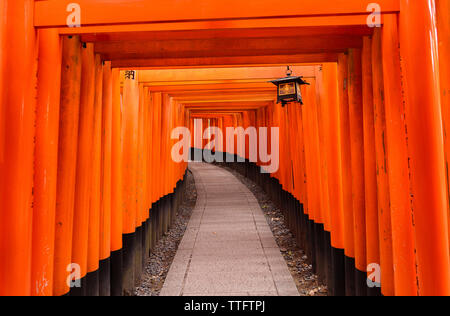 Anzeigen von Torii Gates in Fushimi Inari Schrein Stockfoto