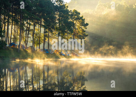 Camping Zelt unter den Pinienwald im Sonnenuntergang im Norden von Thailand Stockfoto