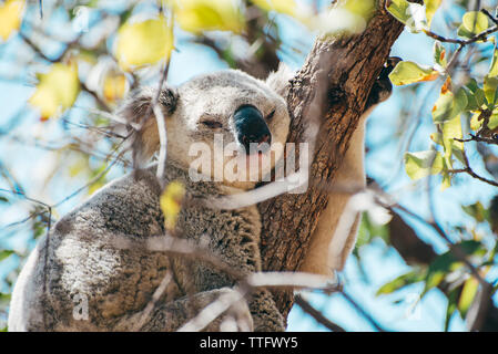 Nach Koala schlafend auf einem Ast in Magnetic Island Stockfoto