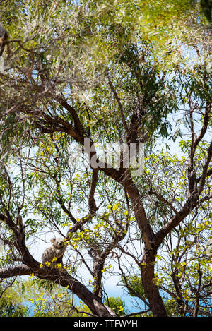 Nach Koala ein Nickerchen auf eukalyptusbaum Niederlassung in Magnetic Island Stockfoto